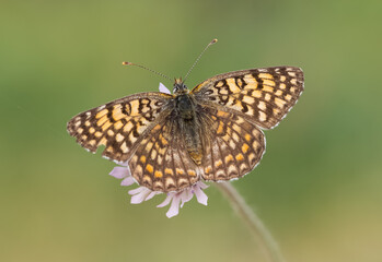 flowers and butterfly in natural life
