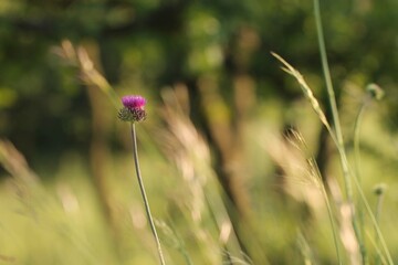 fiori di cardo in estate