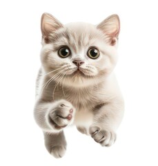 Fototapeta premium A cute kitten leaping forward with a curious expression, showcasing its playful nature.