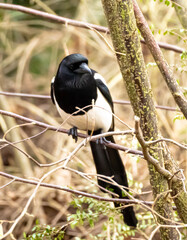 Eurasian Magpie