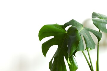 Green monstera leaf on white background