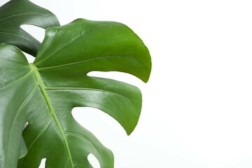 Green monstera leaf on white background