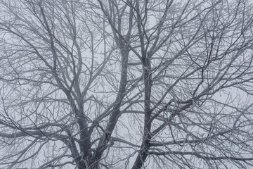 Branches of an ash tree a foggy day in December 2024 from the cultural landscape around Balke, Toten, Norway.