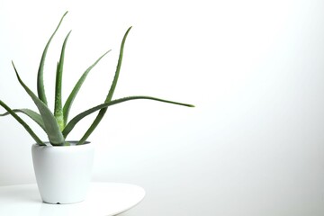 Aloe vera in pot on wooden table