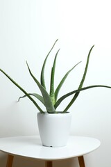 Aloe vera in pot on wooden table