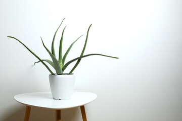 Aloe vera in pot on wooden table
