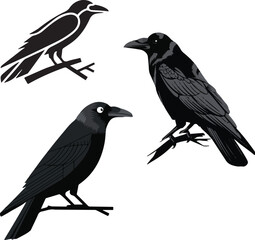 Obraz premium crow on a white