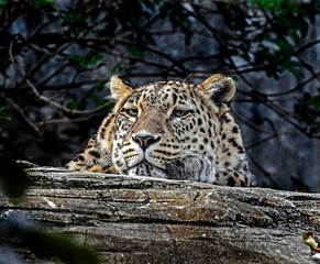 Persian leopard behind the beam. Latin name - Panthera pardus saxicolor	