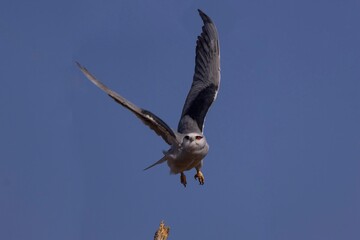 Black shouldered kite