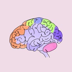 illustration of brain