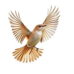 Obraz premium Golden Wings in Flight: A Stunning Avian Image