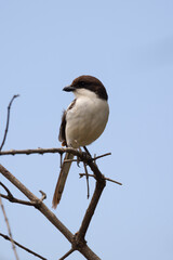 Closeup of black and white Taita Fiscal oir Teita Fiscal (Lanius dorsalis) bird during Safari in Arusha National Park in Tanzania East Africa