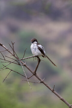 Closeup of black and white Taita Fiscal oir Teita Fiscal (Lanius dorsalis) bird during Safari in Arusha National Park in Tanzania East Africa