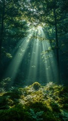 Naklejka premium Sunbeams Illuminating a Lush Forest Floor