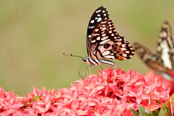 Butterfly on Ixora