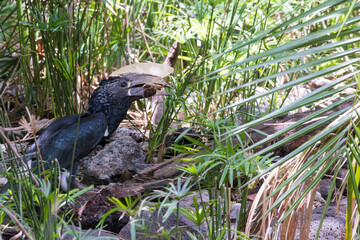 Silvery-cheeked hornbill (Bycanistes brevis) with crab in his beak near water stream in the forest of Lake Manyara National Park in Tanzania East Africa