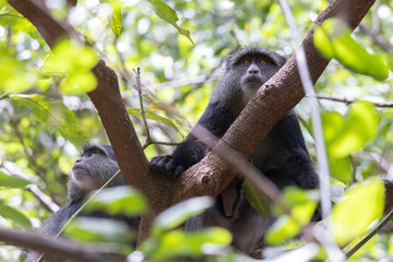Manyara monkey also called blue monkey in the trees of Lake Manyara National Park in Tanzania East Africa