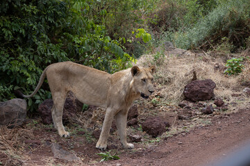 One female Lion standing along the dirt road at Lake Manyara National Park in Tanzania East Africa