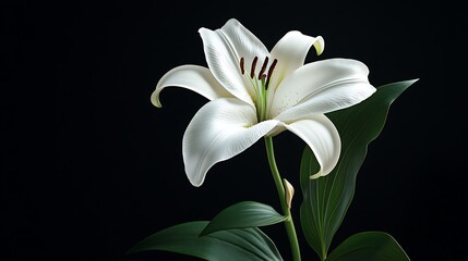 Fototapeta premium White lily flower with green leaves isolated on black background