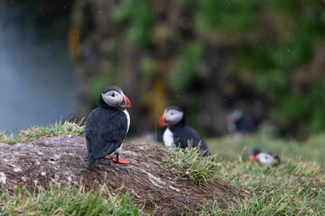 Fratercula arctica, pulcinella di mare in Islanda