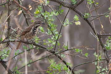 Spotted palm thrush (Cichladusa guttata) also known as spotted morning-thrush in acacia bush at Lake Manyara National Park in Tanzania East Africa