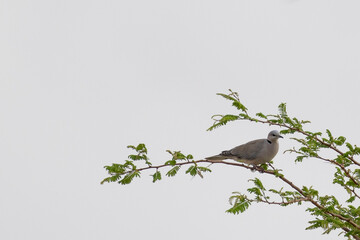 Ring-necked dove (Streptopelia capicola), also known as the Cape turtle dove or half-collared dove in Lake Manyara National Park in Tanzania East Africa