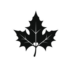 maple leaf isolated on white