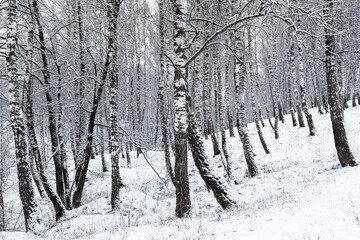 Birch grove after a snowfall on a winter cloudy day. Birch branches covered with snow.