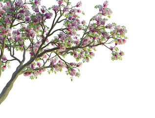 Tabebuia rosea tree corner cutout isolate png