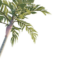 Areca vestiari tree corner cutout isolate png
