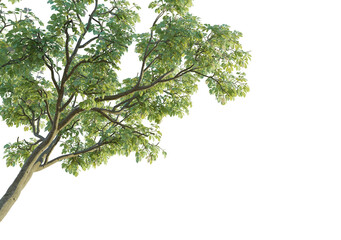 Tabebuia rosea tree corner cutout isolate png