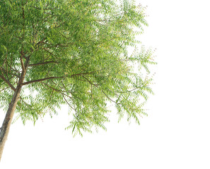 Azadirachta indica tree corner cutout isolate png