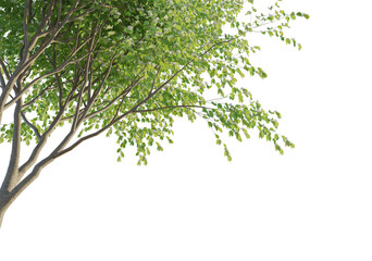 Bauhinia acuminata tree corner cutout isolate png