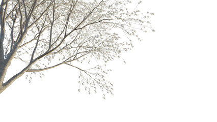 Bauhinia acuminata tree corner cutout isolate png