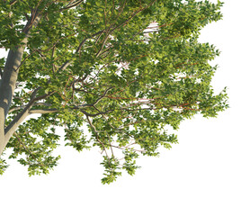 Carpinus 6 tree corner cutout isolate png
