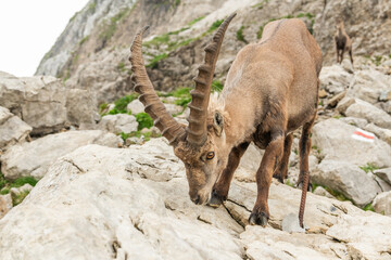 Close up of an ibex, capricorn on big rock in the Alpstein mountains, looking into the camera. Swiss mountains, alpstein, wildlife. adult ibex on rocks. Summer,daytime. European wildlife, wildlife con