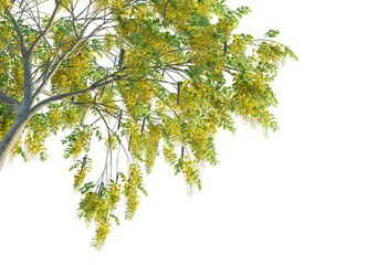 Cassia fistula  tree corner cutout isolate png