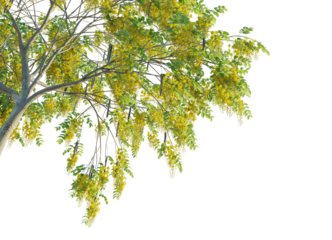Cassia fistula  tree corner cutout isolate png