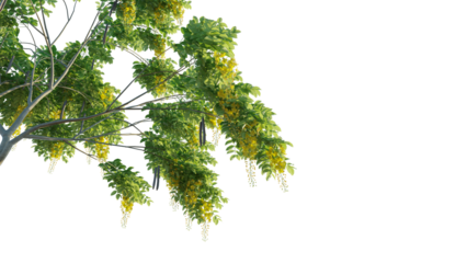 Cassia fistula tree corner cutout isolate png