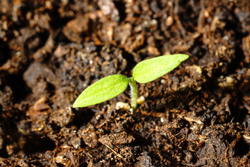 Young green tomato seedling in fertile brown soil.