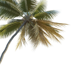 Obraz premium palm tree corner cutout isolate png