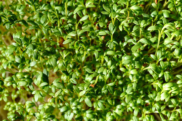 Fresh green watercress sprouts close-up. Growing micro greens for a healthy diet. Vegan food.