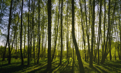 Obraz premium Sunset or sunrise in a spring birch forest with bright young foliage glowing in the rays of the sun and shadows. Vintage film aesthetic.