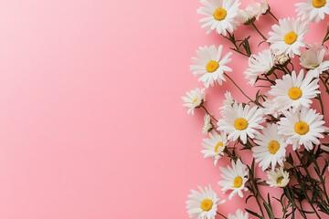 Naklejka premium White daisies arranged on a pink background. Perfect for spring or summer themes.