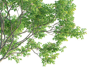 Millettia pinnata 3 tree corner cutout isolate png