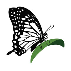 Detailed Butterfly Silhouette on Green Leaf Illustration