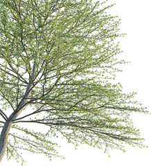 Terminalia mantaly tree corner cutout isolate png