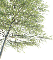 Terminalia mantaly tree corner cutout isolate png