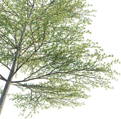 Terminalia mantaly 1 tree corner cutout isolate png