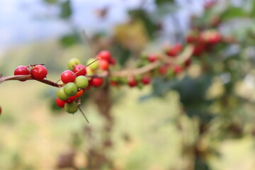 Obraz premium red berries on a tree